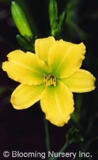 Hemerocallis 'Green Flutter'